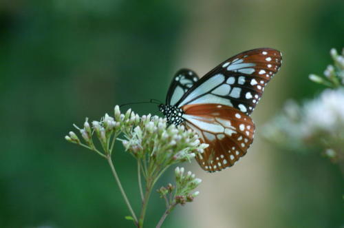 blue-and-brown-butterfly-on-white-flower-jessica-rose